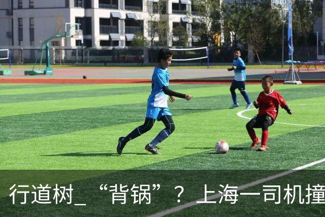行道树 “背锅”？上海一司机撞树后主张树木全责，结果来了